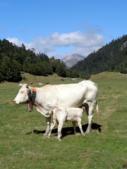 Fototapeta na wymiar Vaches dans les Pyrénées 3