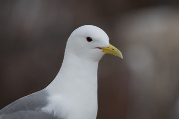 Kittiwake