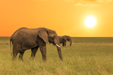 Fototapeta na wymiar African elefants in savanah at sunset. Natural background for postcards,wallpaper, cover design,web design.