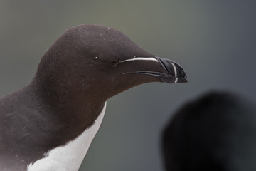 Razorbill