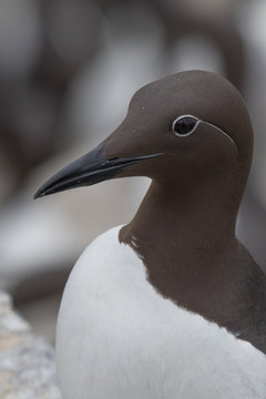 Guillimot