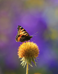 beautiful butterfly collects nectar from an orange flower ball solar on a summer day