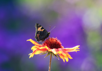 beautiful butterfly collects nectar from an orange flower Sunny summer day