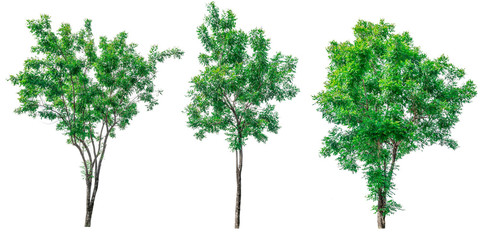 Collection of green trees isolated on white background