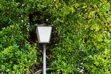 street light pole surrounded by a tree with leaves