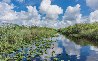 Obraz na płótnie Canvas Everglades Florida