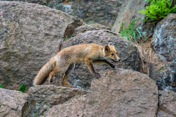 Naklejka na ściany i meble Red fox in the woods(Vulpes vulpes)