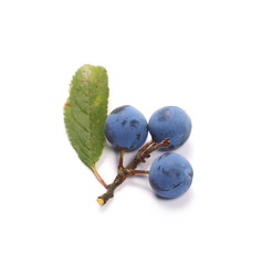 Fresh blackthorn berries with twig, prunus spinosa isolated on white background