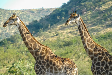 Giraffe - Kruger National Park - South Africa