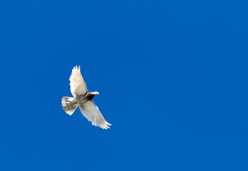 Fototapeta na wymiar One pigeon in flight against a blue sky