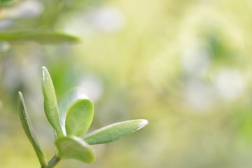 Tropisches Ensemble. Saftige grüne Blätter vom Affenbrotbaum