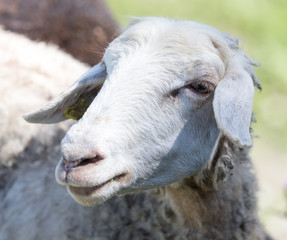 Obraz premium sheep in the pasture in nature