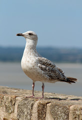Mouette, Baie du Mont Saint Michel 