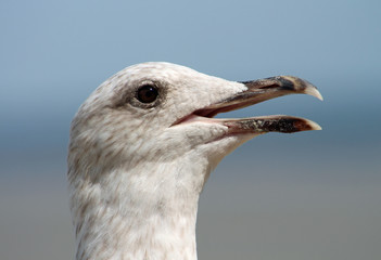 Mouette, Baie du Mont Saint Michel 