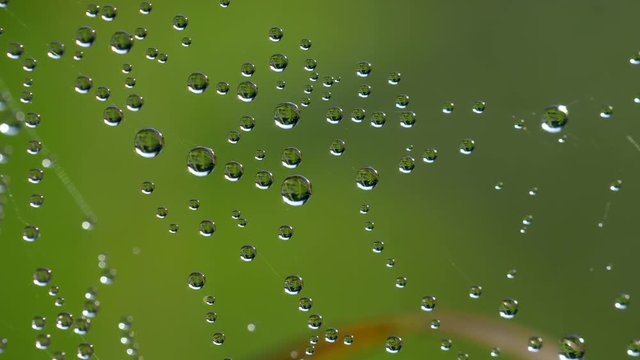 Close up shot of web with wet drops