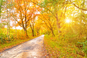 autumn in East Frisia