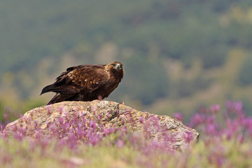 Golden eagle on the rocks