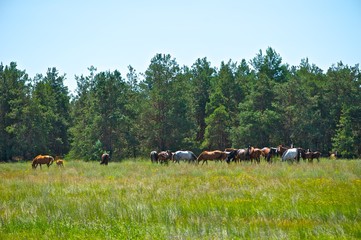 A herd of horses on pasture near forest. Mother horse with a foal. Trees and grass in background. 