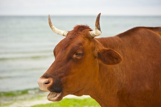 Portrait of a brown cow on a beach. Green seaweed, grey sky and sea in background. 