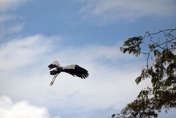 One of open billed stork bird flying on the air with blue sky and white cloud background. The top of the branch of the tree.