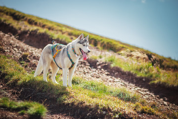 Siberian husky dog on a mountain on the background