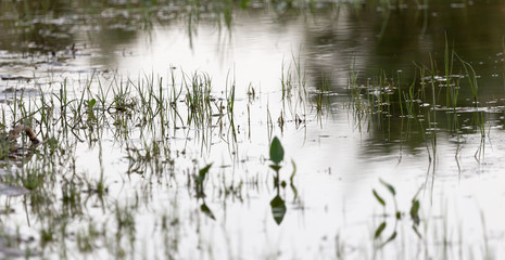 grass in water at sunset