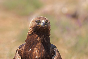 Golden eagle on the rocks