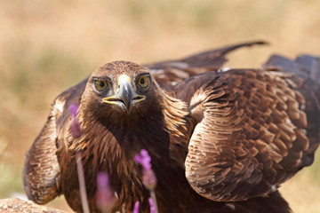 Golden eagle on the alps