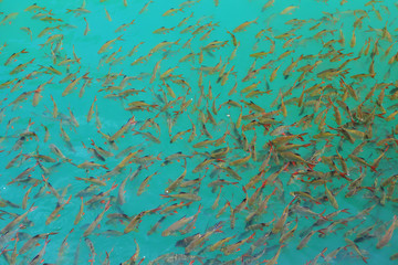 Fototapeta na wymiar School of fish in deep blue sea
