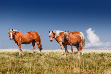 Fototapeta na wymiar herd of horses on mountains meadow