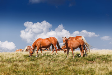 herd of horses on mountains meadow