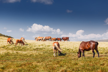 Fototapeta na wymiar Mountain landscape with grazing horses and clouds