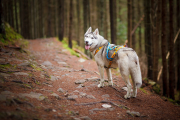 Beautiful dog, the Siberian Husky in the woods © lobodaphoto