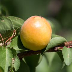 apricots on the tree in nature