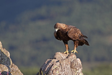 Golden eagle on the alps © Paolo