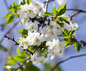 flowers on the tree against the blue sky