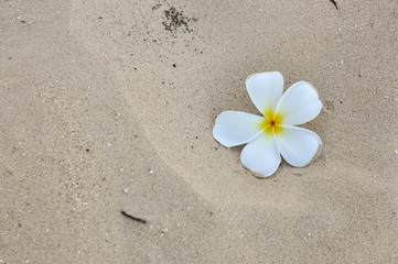Fototapeta na wymiar Plumeria on sand beach