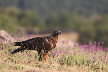 Golden eagle on the rocks