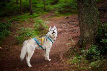 Beautiful dog breed Siberian husky in the forest