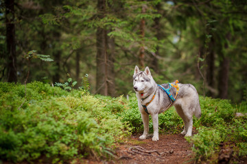 Obraz na płótnie Canvas Beautiful dog breed Siberian husky in the forest