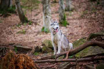 Siberian husky dog stands and looks ahead