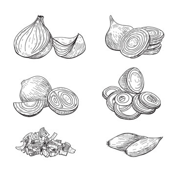 Onion hand drawn vector set. Full, rings and Half cutout slice. Isolated Vegetable engraved style object. Detailed vegetarian food drawing. Farm market product. Great for menu, label, icon