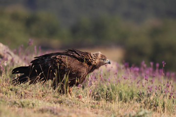 Golden eagle on the rocks