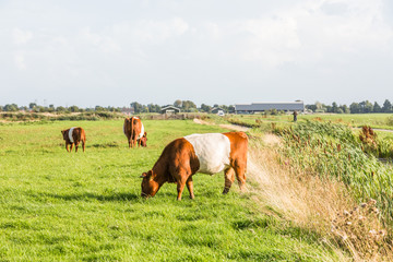 A belted cow cow in a beautiful green meadow in a Dutch polder landscape