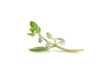 marjoram isolated on white background