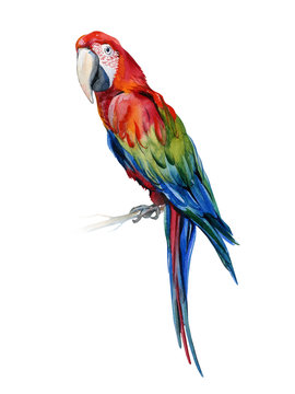 Scarlet macaw parrot. Ara macao. Watercolor illustration of tropical bird. Trendy artwork with tropic summertime motif. Exotic art. Design for fabric and decor. 