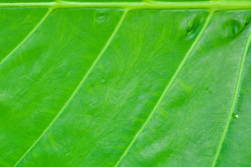leaf for background