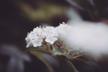 White flower macro details