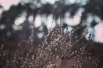 Winter bokeh flowers