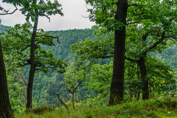 Fototapeta premium Wunderschöne Natur im Harz